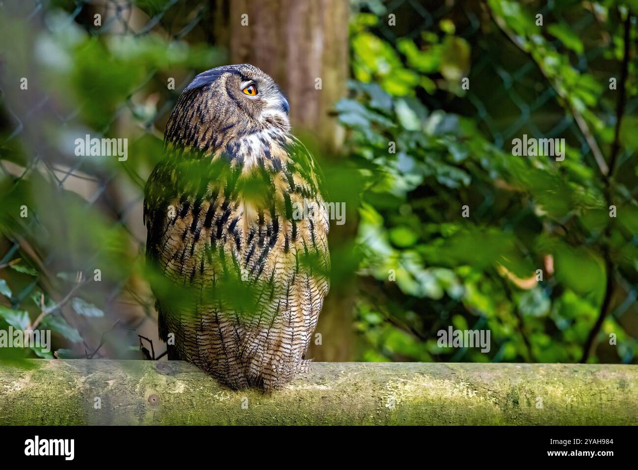 Il gufo eurasiatico dell'aquila Foto Stock