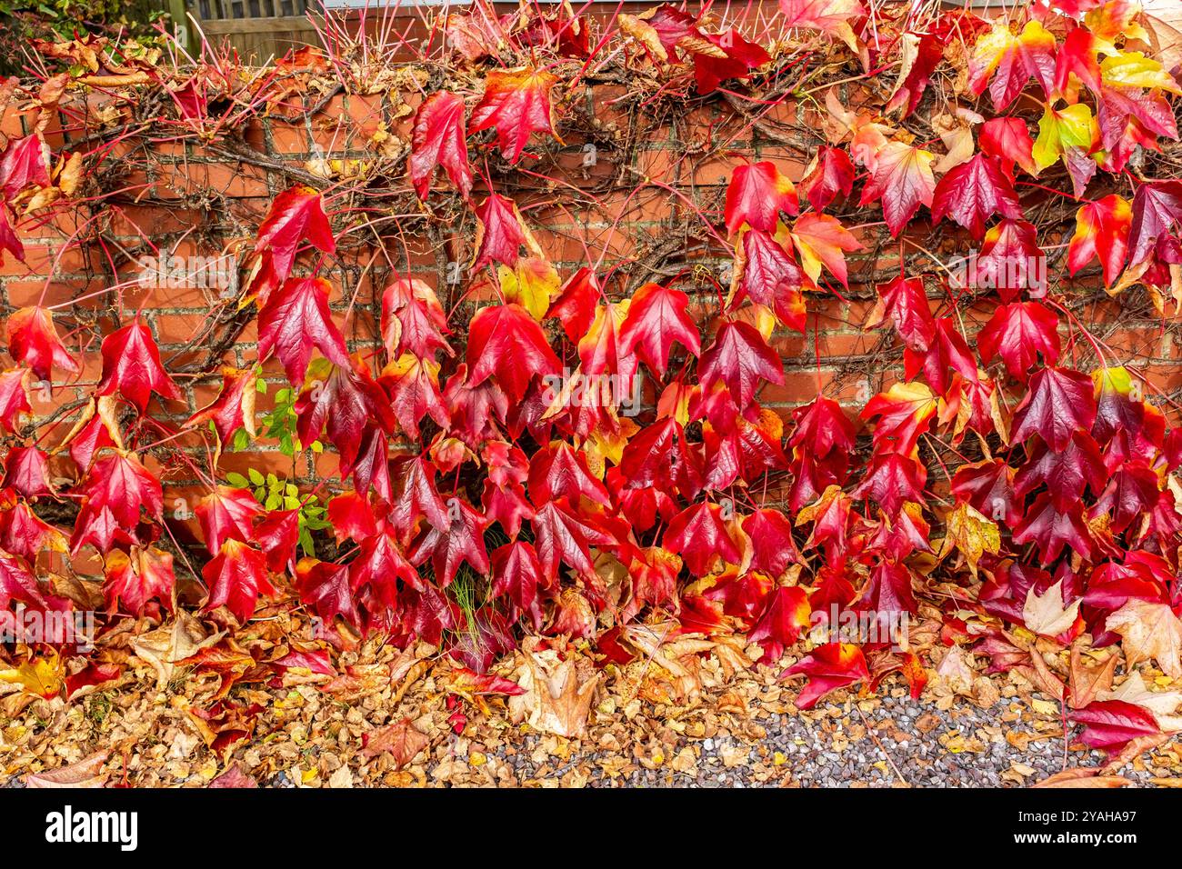 Il rosso vivace Boston Ivy lascia contro un muro di mattoni. Foto Stock