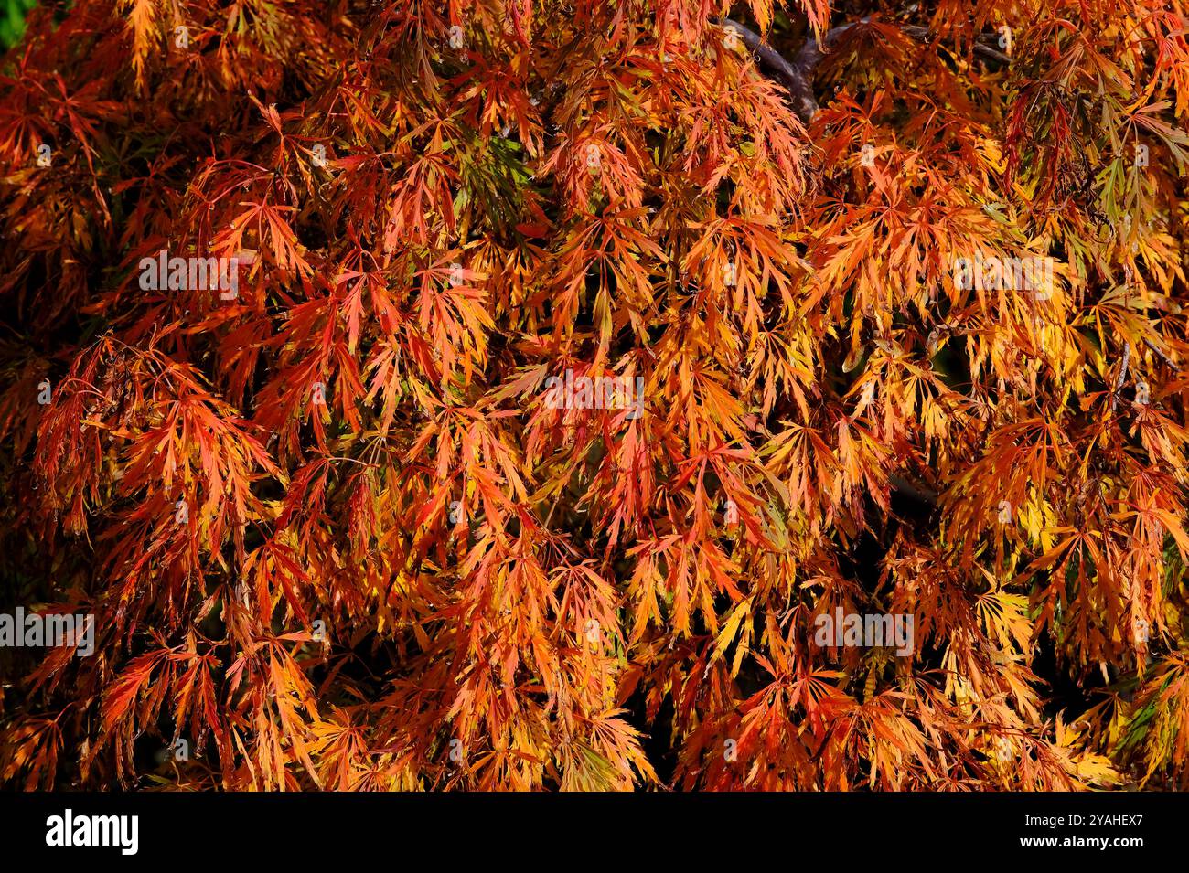 albero in miniatura nano acer palmatum dissectum nel giardino inglese, norfolk, inghilterra Foto Stock