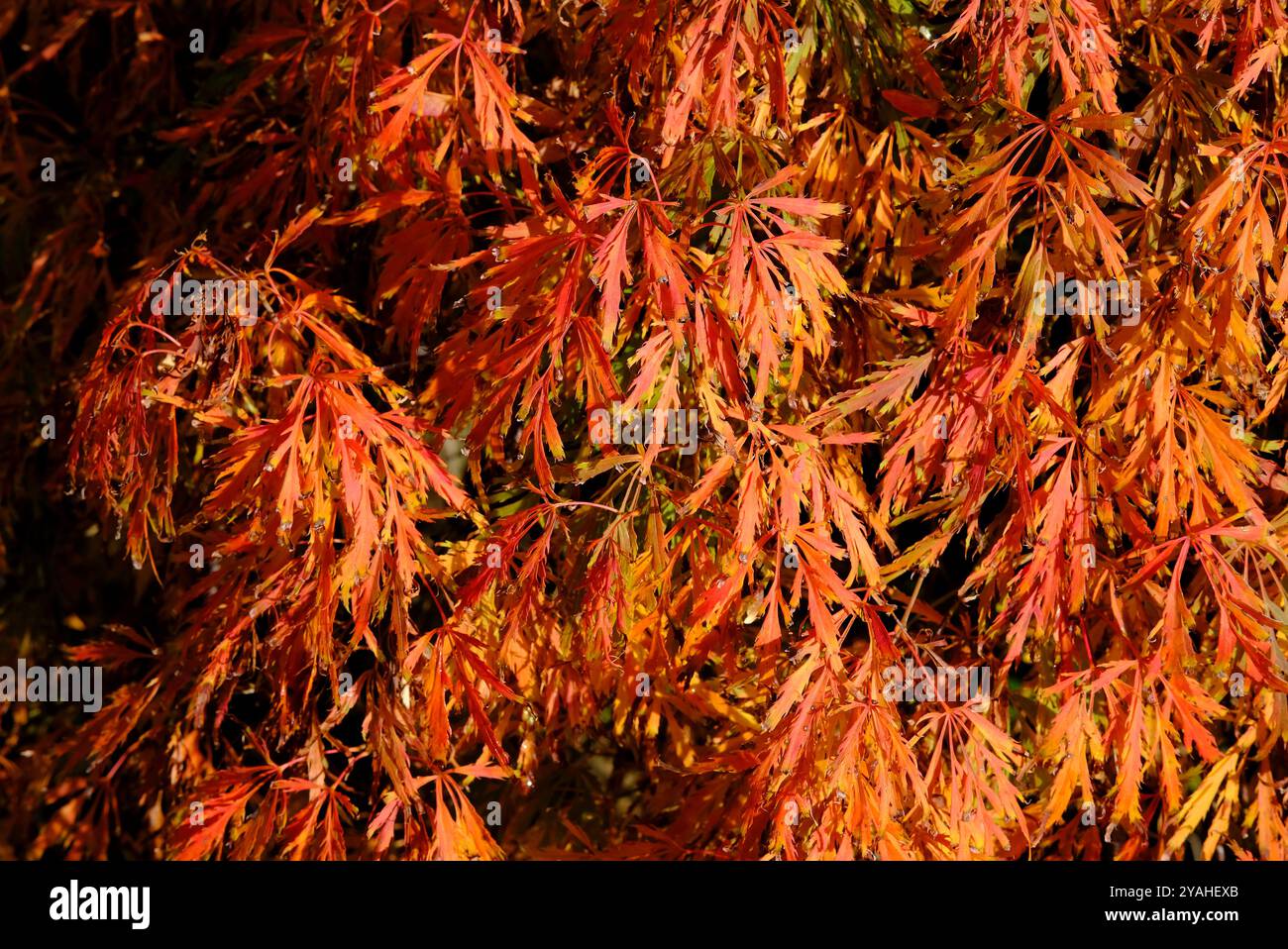albero in miniatura nano acer palmatum dissectum nel giardino inglese, norfolk, inghilterra Foto Stock