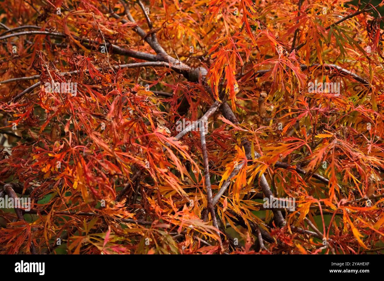 albero in miniatura nano acer palmatum dissectum nel giardino inglese, norfolk, inghilterra Foto Stock
