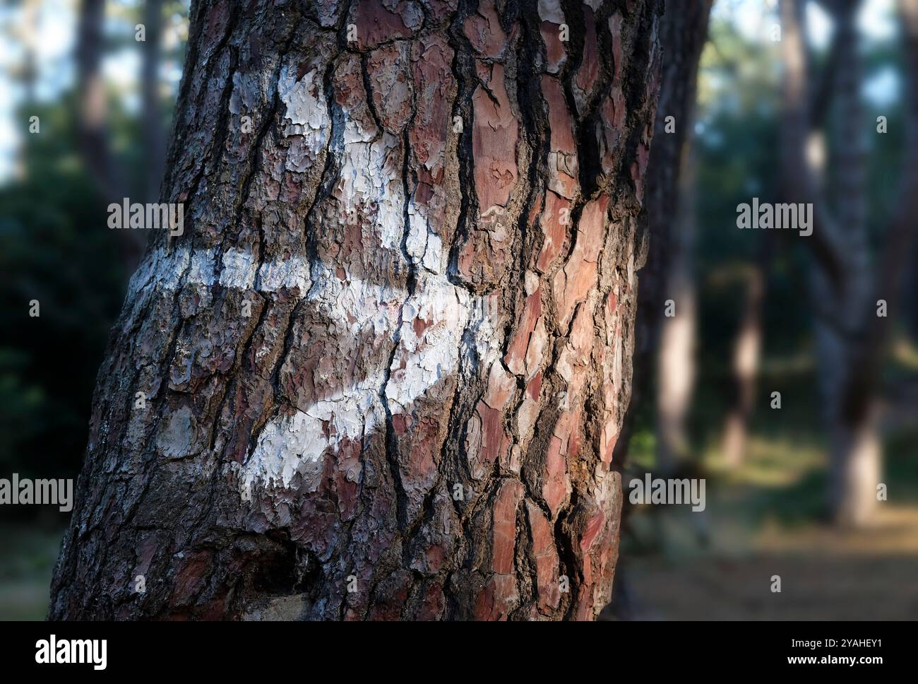 freccia bianca dipinta sulla corteccia del tronco di pino Foto Stock