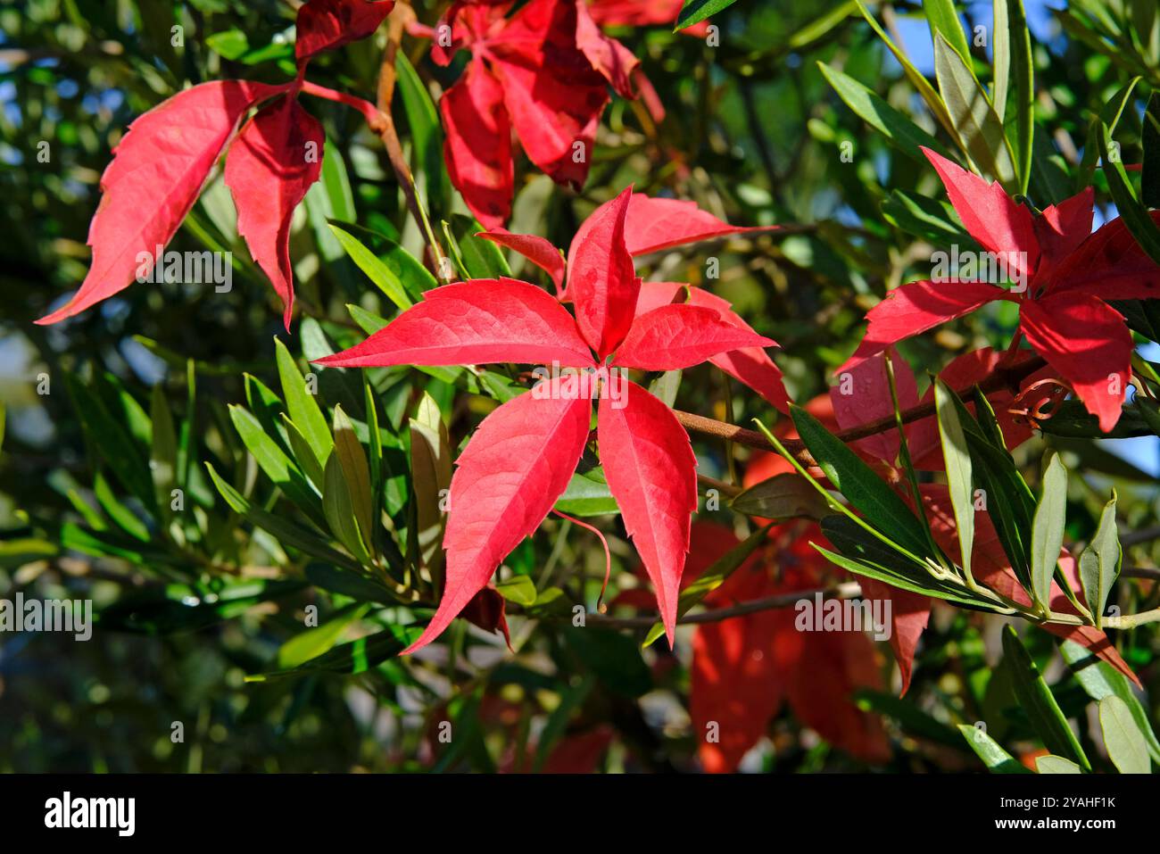 le foglie del superriduttore della virginia rossa nell'olivo verde Foto Stock