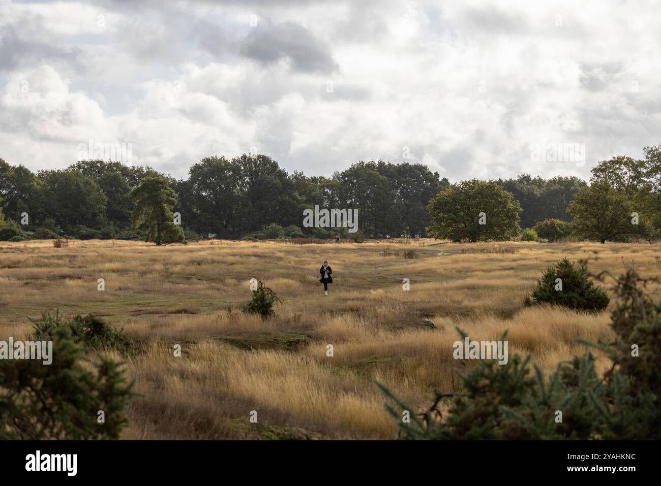 Wortham Ling 53 ettari sito di interesse scientifico speciale nel Suffolk, dove National Grid pianifica di costruire tralicci elettrici alti 50 metri, Inghilterra Foto Stock