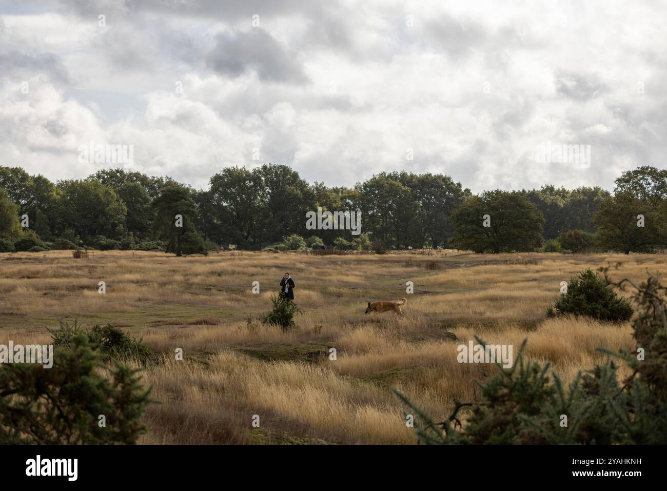 Wortham Ling 53 ettari sito di interesse scientifico speciale nel Suffolk, dove National Grid pianifica di costruire tralicci elettrici alti 50 metri, Inghilterra Foto Stock