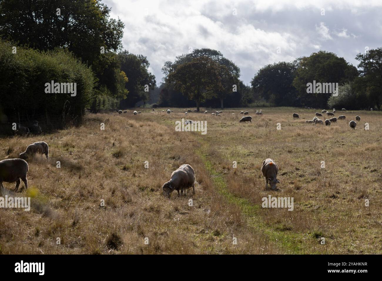 Wortham Ling 53 ettari sito di interesse scientifico speciale nel Suffolk, dove National Grid pianifica di costruire tralicci elettrici alti 50 metri, Inghilterra Foto Stock