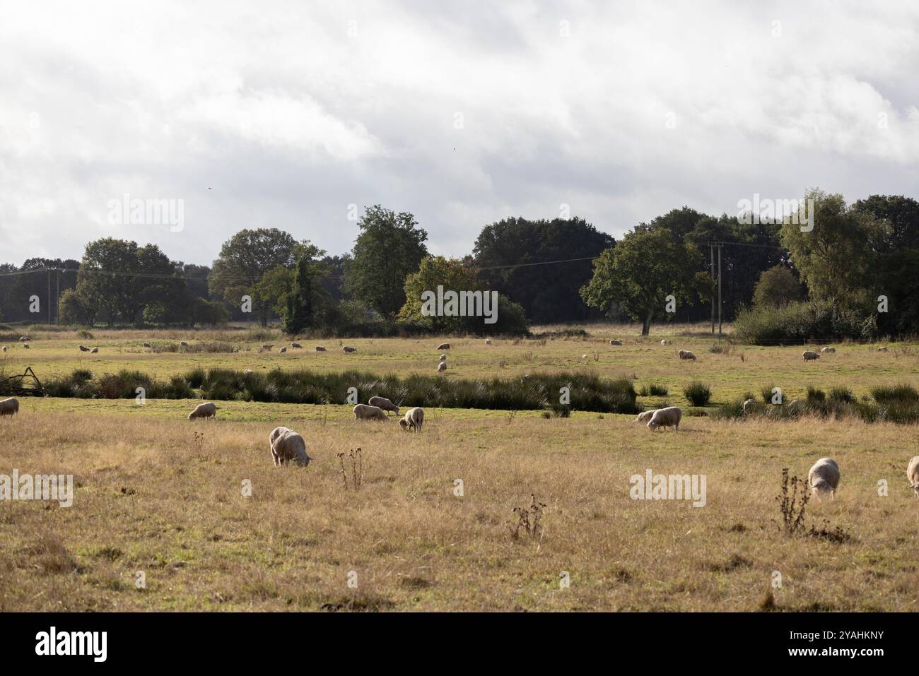 Wortham Ling 53 ettari sito di interesse scientifico speciale nel Suffolk, dove National Grid pianifica di costruire tralicci elettrici alti 50 metri, Inghilterra Foto Stock