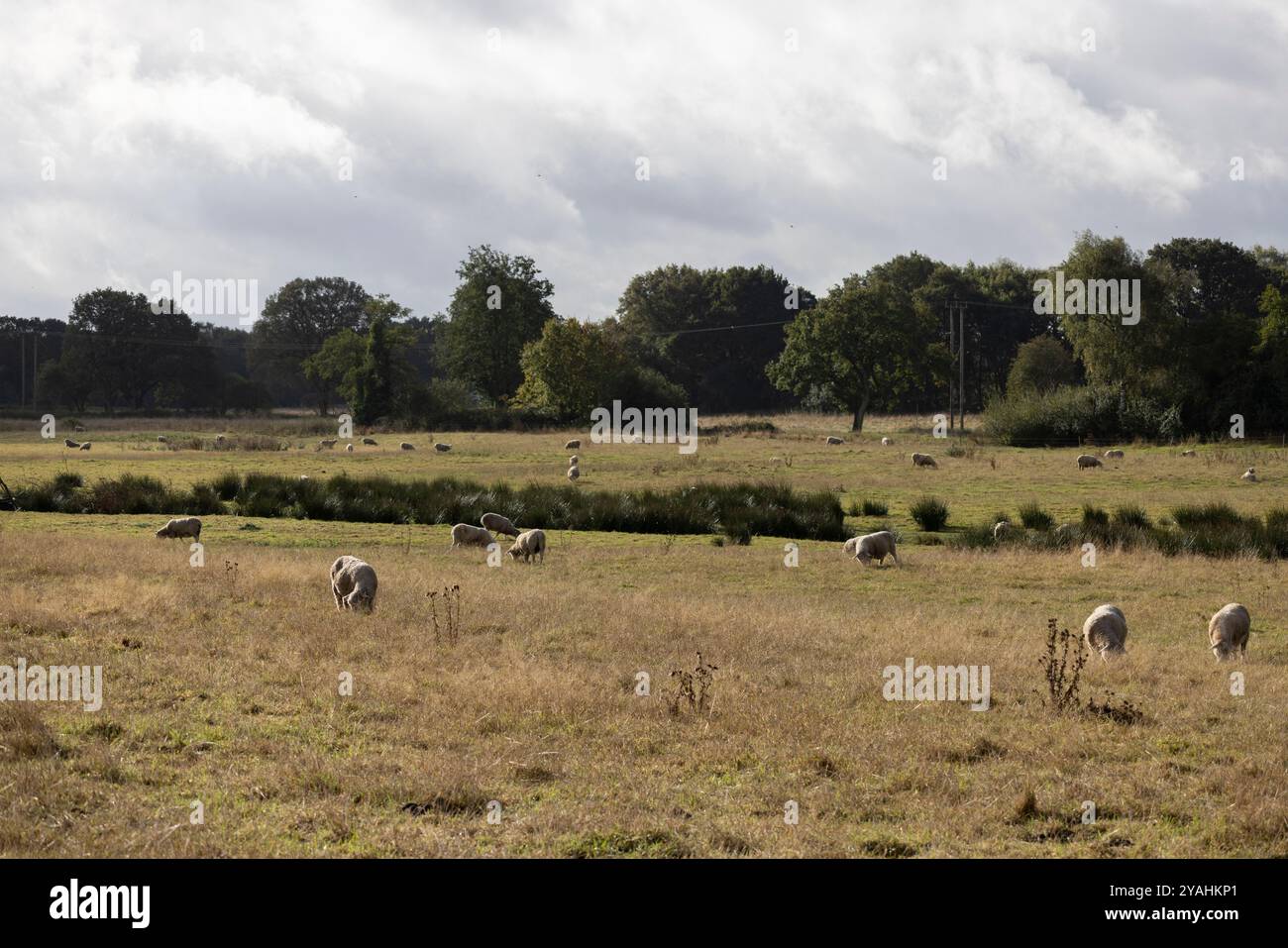Wortham Ling 53 ettari sito di interesse scientifico speciale nel Suffolk, dove National Grid pianifica di costruire tralicci elettrici alti 50 metri, Inghilterra Foto Stock