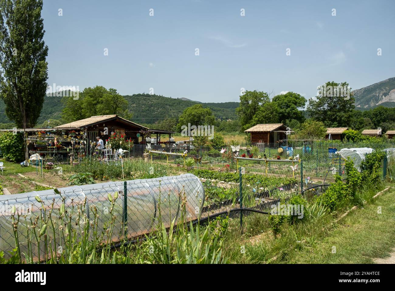 28.06.2024, Francia, Hautes-Alpes, Provence-Alpes-Cote d'Azur, Veynes - Giardino di allotment (jardins familiaux) nelle Alpi. 00A240628D066CAROEX.JPG [MODALITÀ Foto Stock