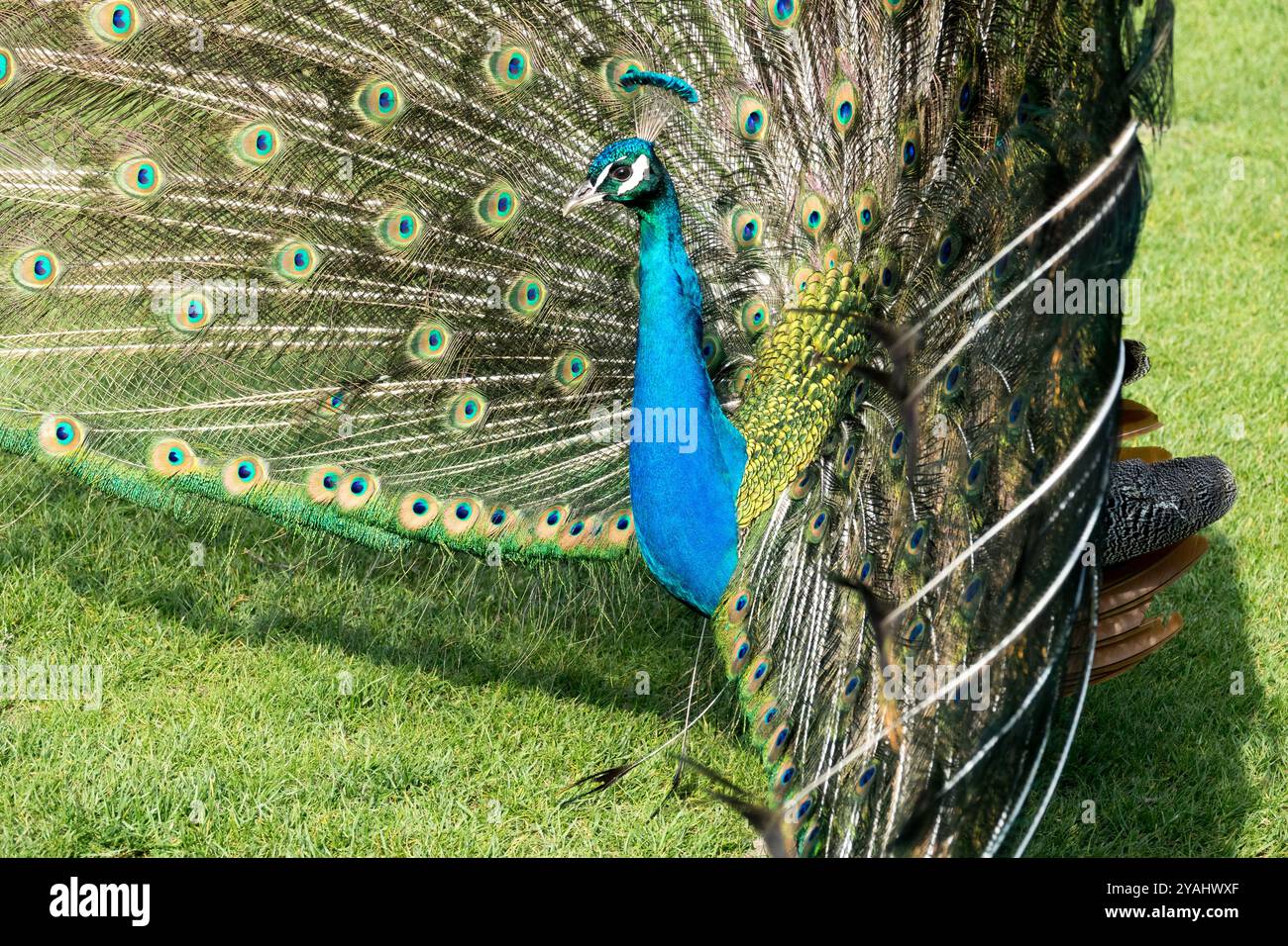 Pavone indiano Pavo cristatus Blue Peafowl male pavone che mostra la sua coda Foto Stock