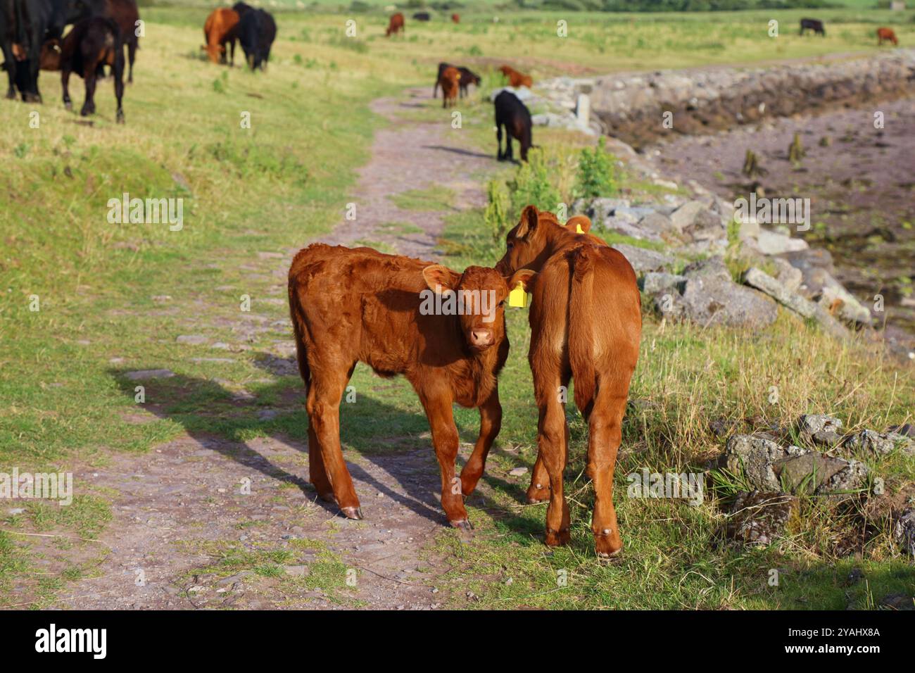 Razza di bovini Devon nella penisola di Dingle in Irlanda. Vitelli di mucca. Foto Stock