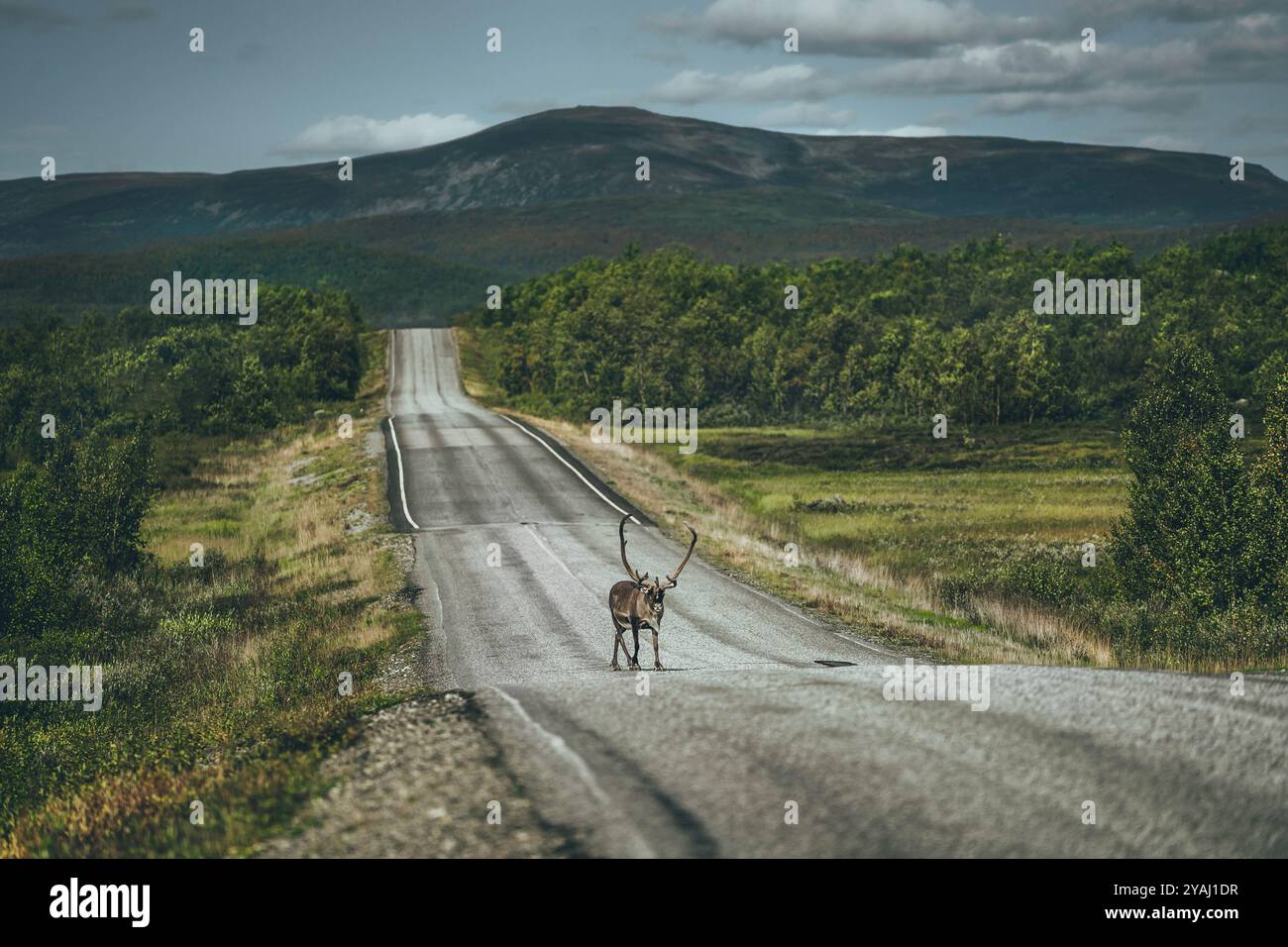 Renne sulla strada Foto Stock