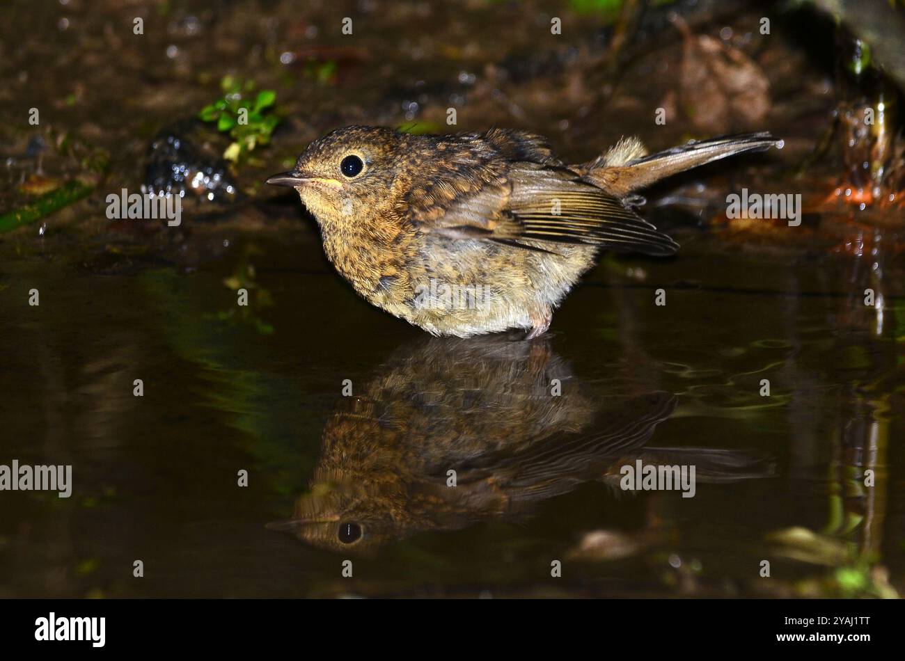 Bagno giovanile Robin Foto Stock