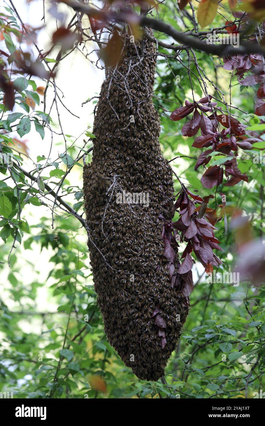 14.04.2024, Germania, Berlino - Bienenschwarm h`ngt als Traube in einem Baum. 00S240414D915CAROEX.JPG [VERSIONE DEL MODELLO: NON APPLICABILE, LIBERATORIA DI PROPRIETÀ Foto Stock
