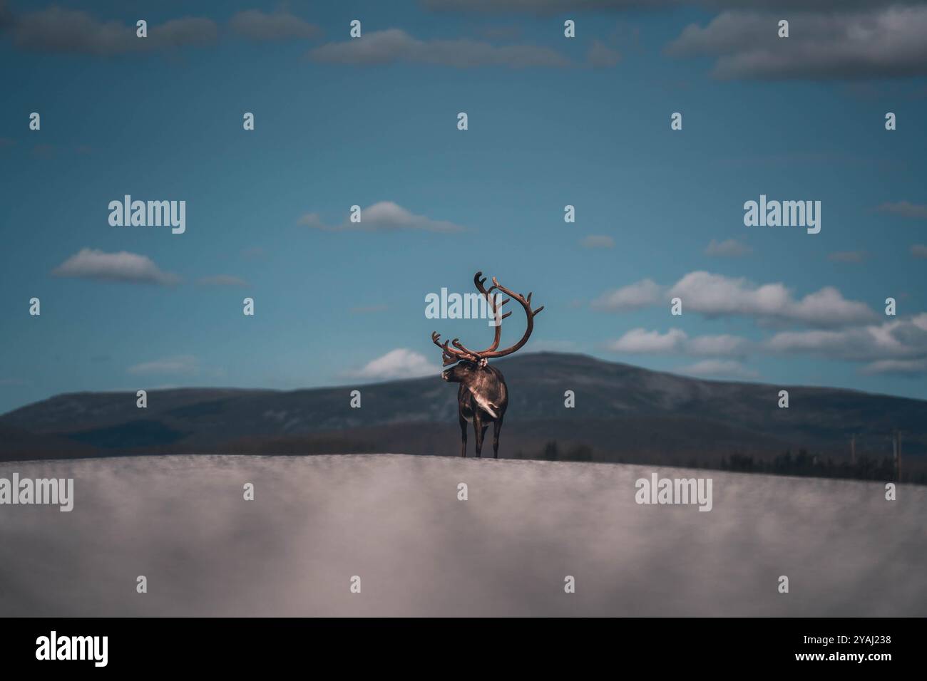 Renne con maestose corna Foto Stock