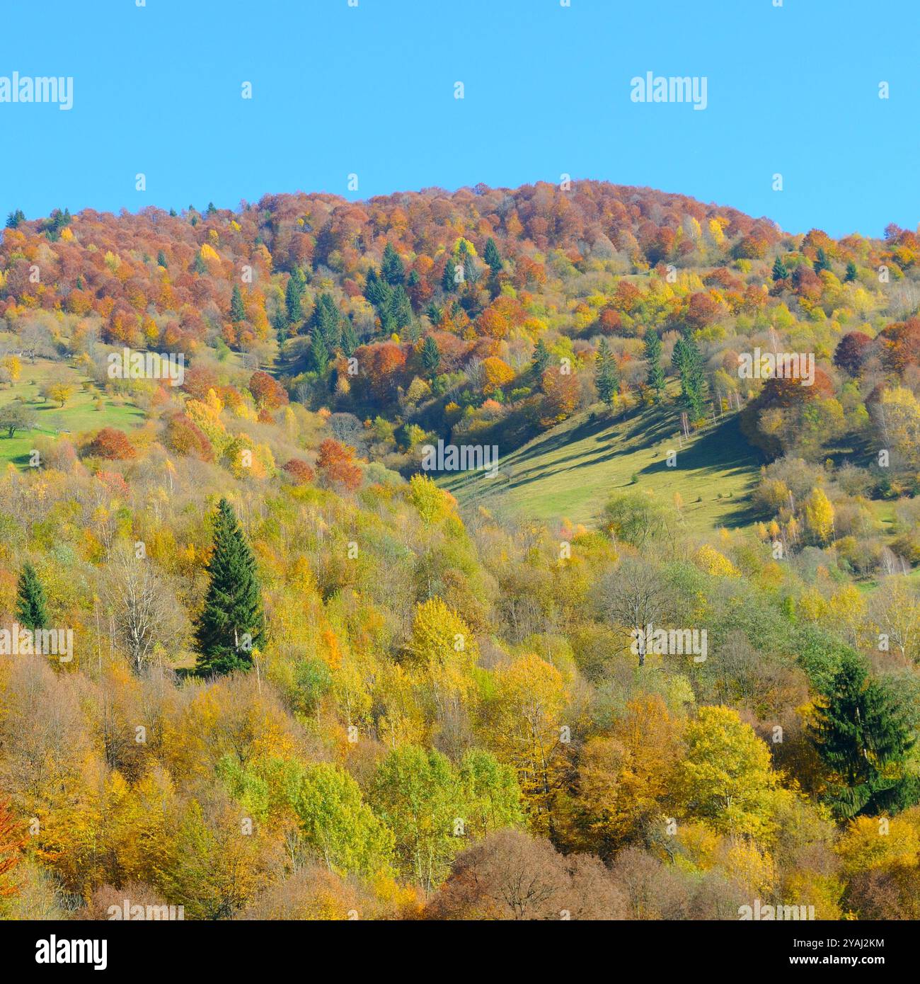 Pittoresco paesaggio autunnale con catene montuose, foreste decidue e cielo blu. Carpazi, Ucraina. Foto Stock