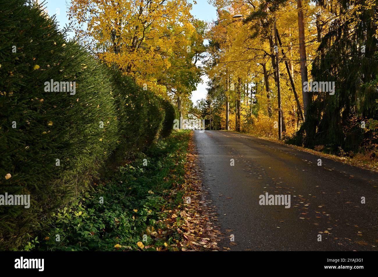 Questa tranquilla scena autunnale cattura una strada tranquilla fiancheggiata da fitte siepi verdi su un lato e da alti alberi con foglie dorate gialle sull'altro. Falle Foto Stock