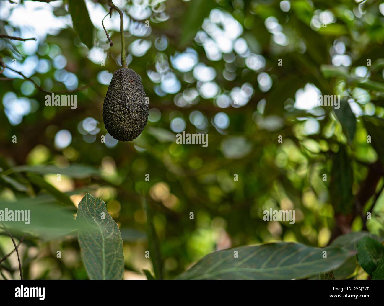 Avocado appeso a un ramo del suo albero in un campo ecologico e sostenibile, circondato da piante e alberi in Andalusia, Spagna. Foto Stock