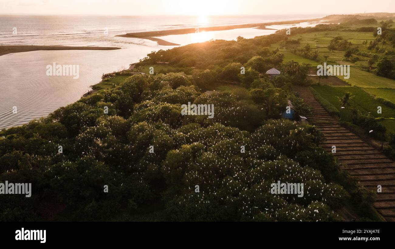 Vista aerea, stormo di egrette. un gruppo di grandi egrette bianche in cima ad un albero di mangrovie vicino alla spiaggia. famiglia di grandi uccelli bianchi. animali e wil Foto Stock