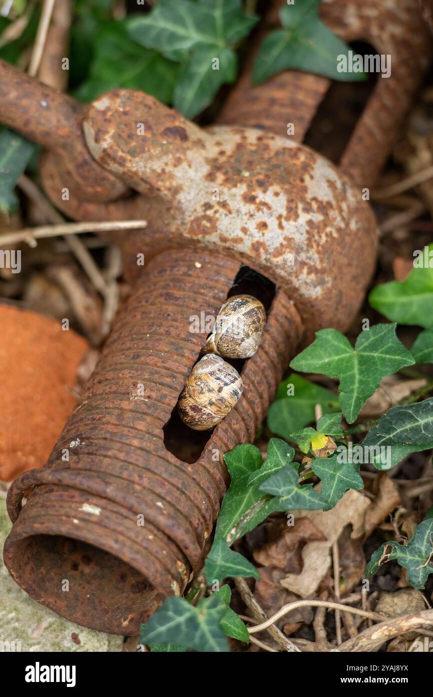 le lumache da giardino vivono in un vecchio pezzo scartato di attrezzature arrugginite per impalcature Foto Stock