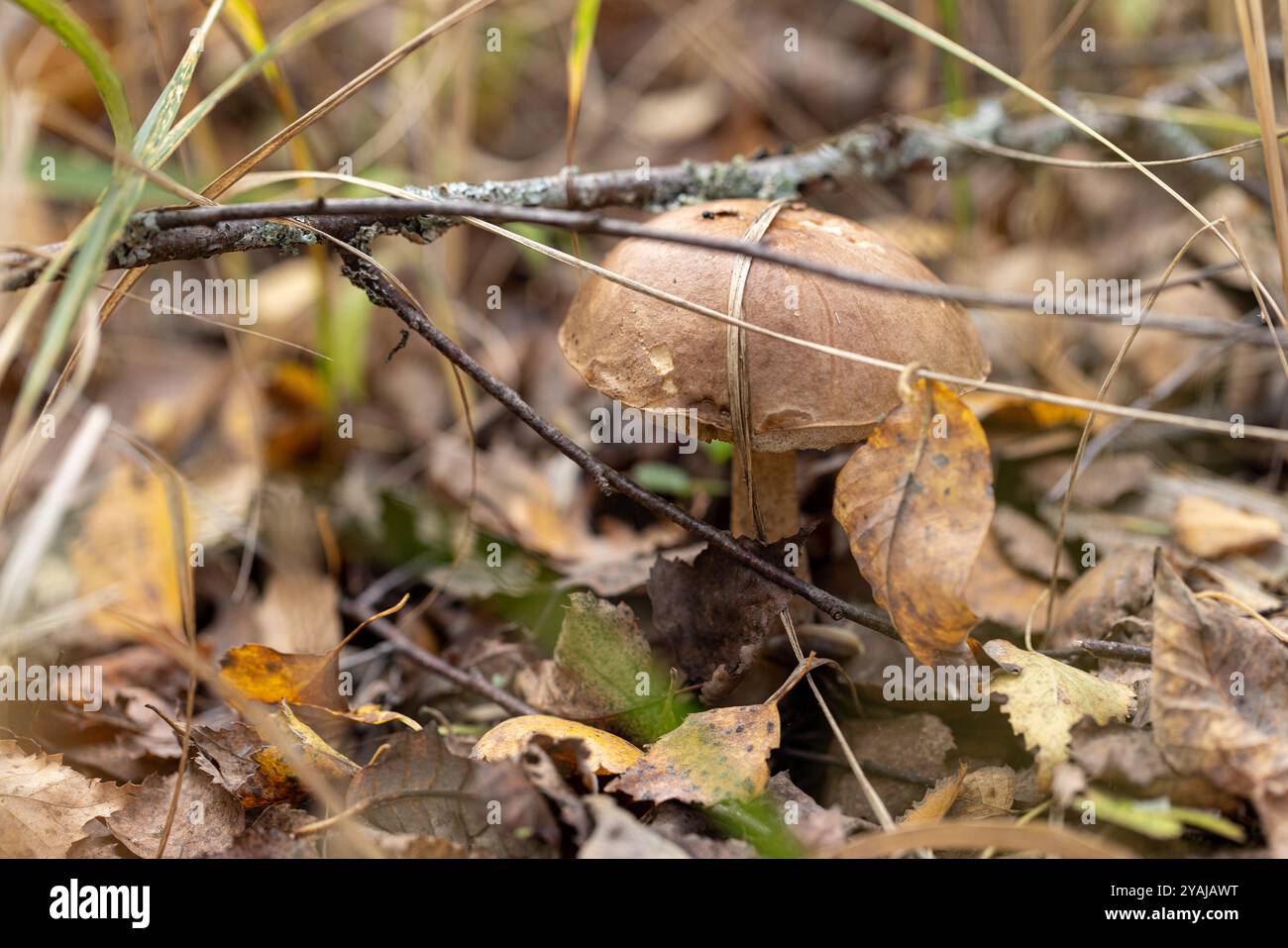 Funghi forestali Leccinum o Obabok nella foresta autunnale Foto Stock