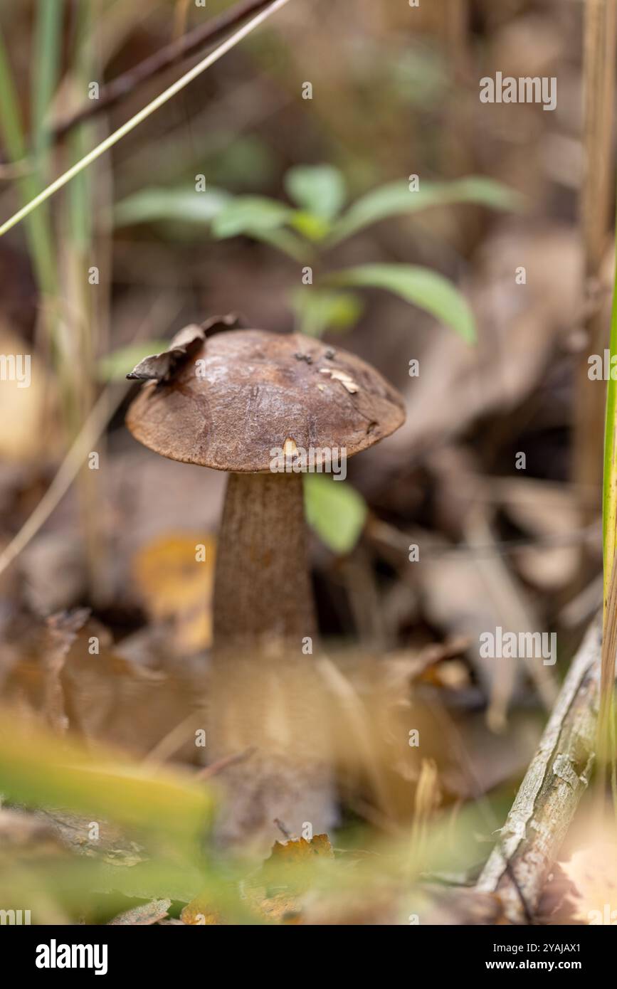 Funghi forestali Podberezovik o Leccinum scabrum nella foresta autunnale Foto Stock