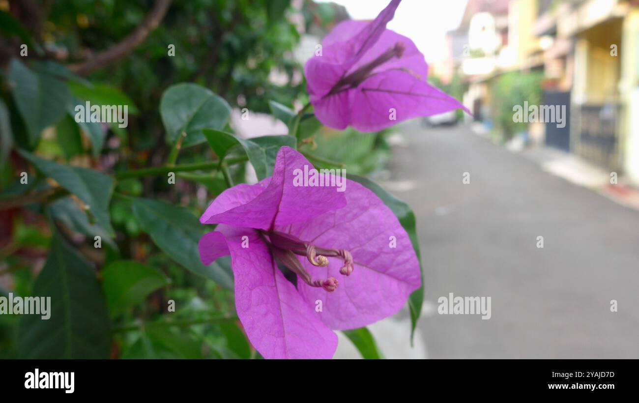 Foto macro della bellissima Bougainvillea con splendidi petali fioriti su sfondo sfocato Foto Stock