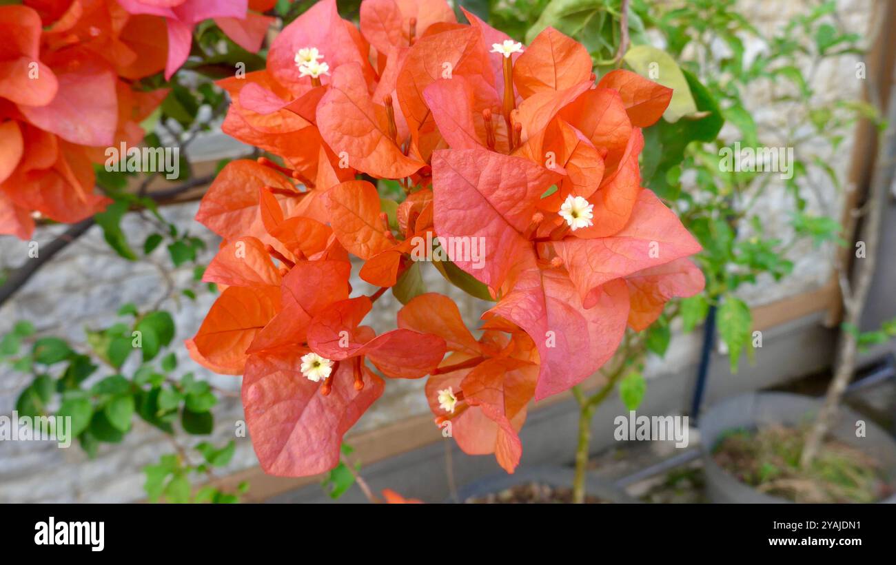 Foto macro della bellissima Bougainvillea con splendidi petali fioriti su sfondo sfocato Foto Stock