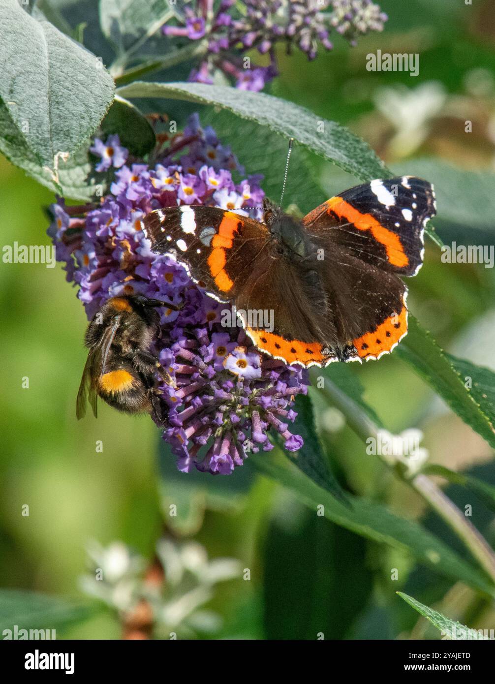 Arnside, Milnthorpe, Cumbria, Regno Unito. 14 ottobre 2024. Una bella giornata porta le farfalle e le api agli ultimi fiori rimasti dell'autunno in Cumbria, Regno Unito. Crediti: John Eveson/Alamy Live News Foto Stock