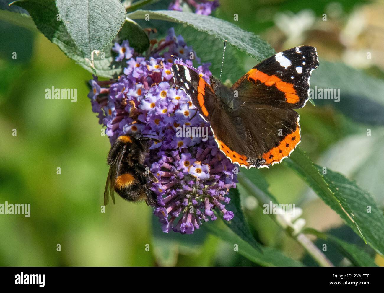 Arnside, Milnthorpe, Cumbria, Regno Unito. 14 ottobre 2024. Una bella giornata porta le farfalle e le api agli ultimi fiori rimasti dell'autunno in Cumbria, Regno Unito. Crediti: John Eveson/Alamy Live News Foto Stock