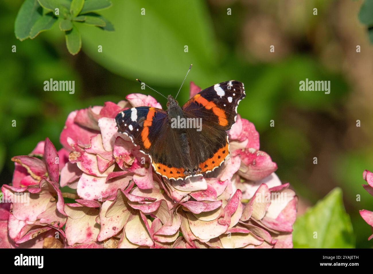 Arnside, Milnthorpe, Cumbria, Regno Unito. 14 ottobre 2024. Una bella giornata porta le farfalle e le api agli ultimi fiori rimasti dell'autunno in Cumbria, Regno Unito. Crediti: John Eveson/Alamy Live News Foto Stock