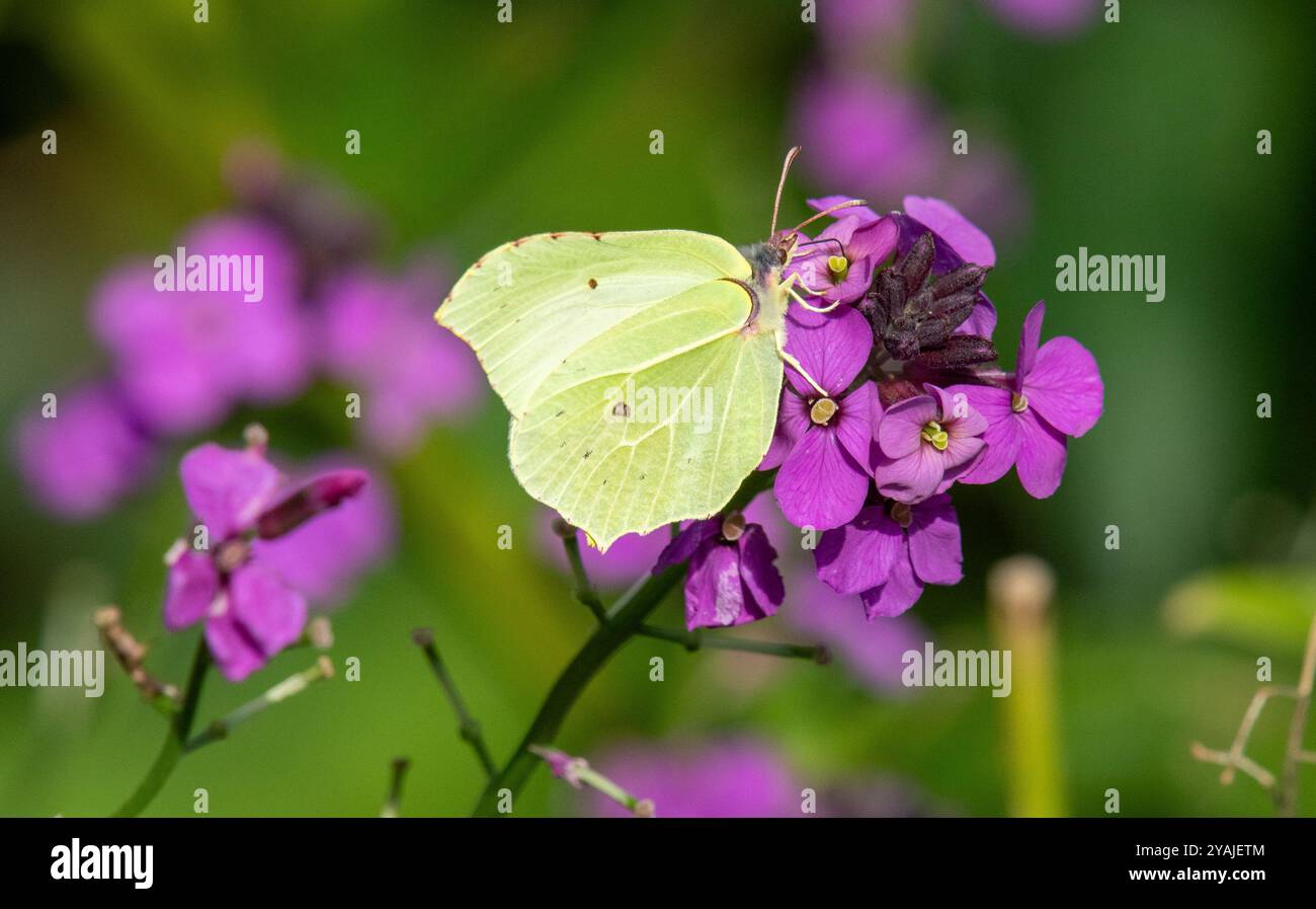 Arnside, Milnthorpe, Cumbria, Regno Unito. 14 ottobre 2024. Una bella giornata porta le farfalle agli ultimi fiori rimasti dell'autunno in Cumbria, Regno Unito. Crediti: John Eveson/Alamy Live News Foto Stock