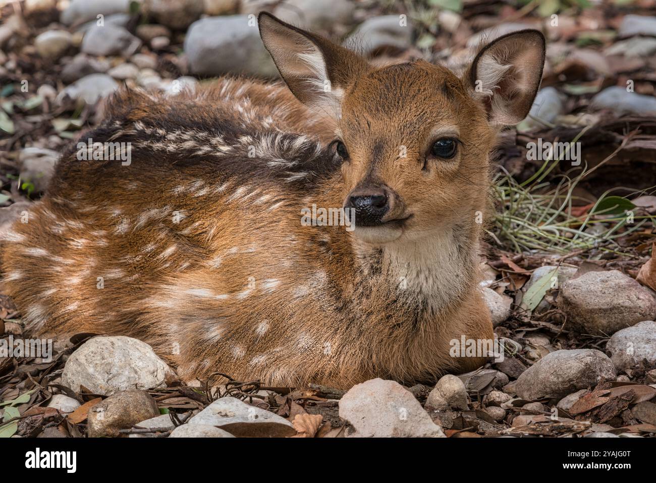 Un piccolo avvistamento di Fawn che riposa nell'ombra della fauna selvatica del bambino Foto Stock