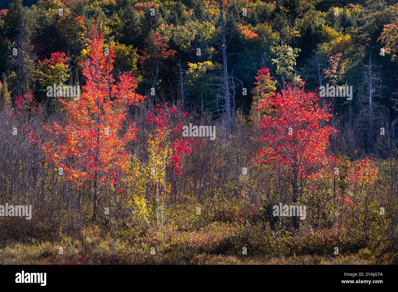 Alberi autunnali che diventano rossi e gialli Foto Stock