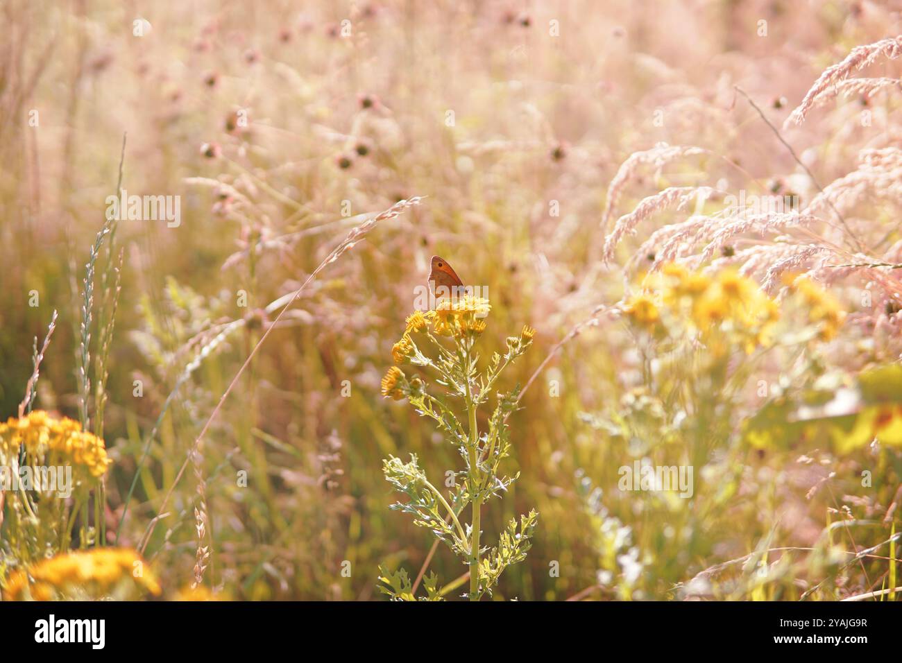 Farfalla al centro di un bellissimo campo in campagna. I colori sono pastello rosa tenue e gialli Foto Stock