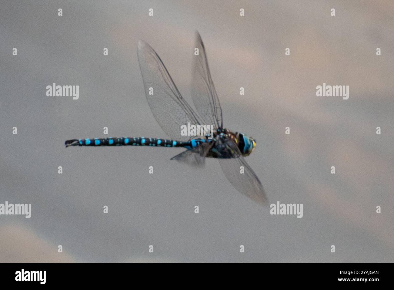 Libellula in volo Foto Stock