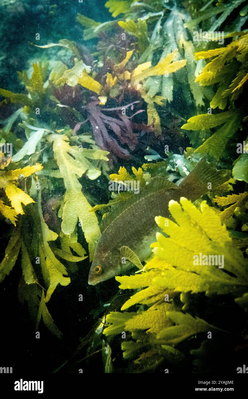 La fotografia subacquea nel Canale della Manica nell'Oceano Atlantico settentrionale di a ballan wrasse (Labrus bergylta) è una specie di pesci con pinne di razze marine Foto Stock