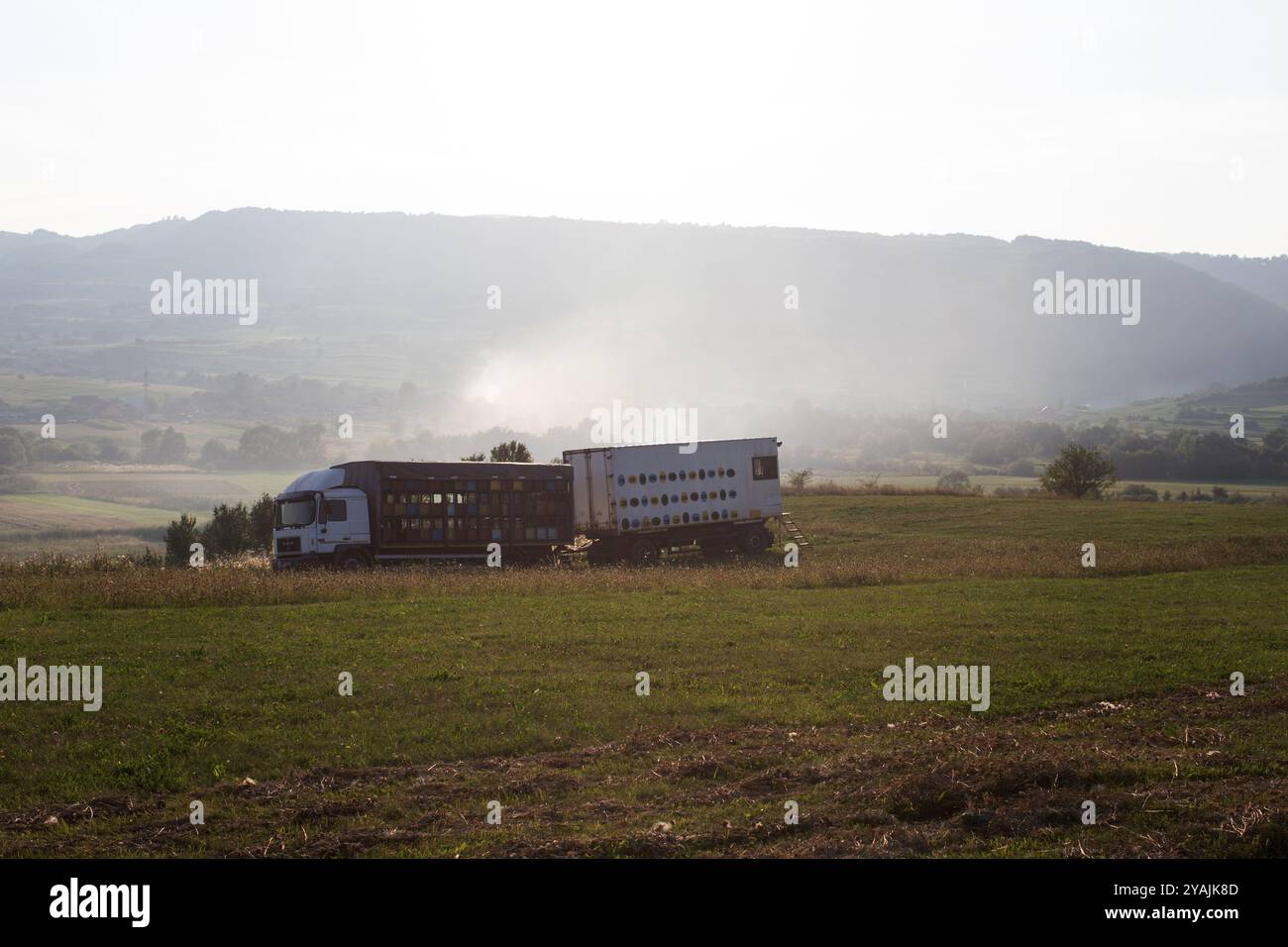 Camion per l'apicoltura parcheggiati in un prato rurale all'alba, alveari di transumanza posizionati per l'impollinazione nella campagna rumena. Foto Stock