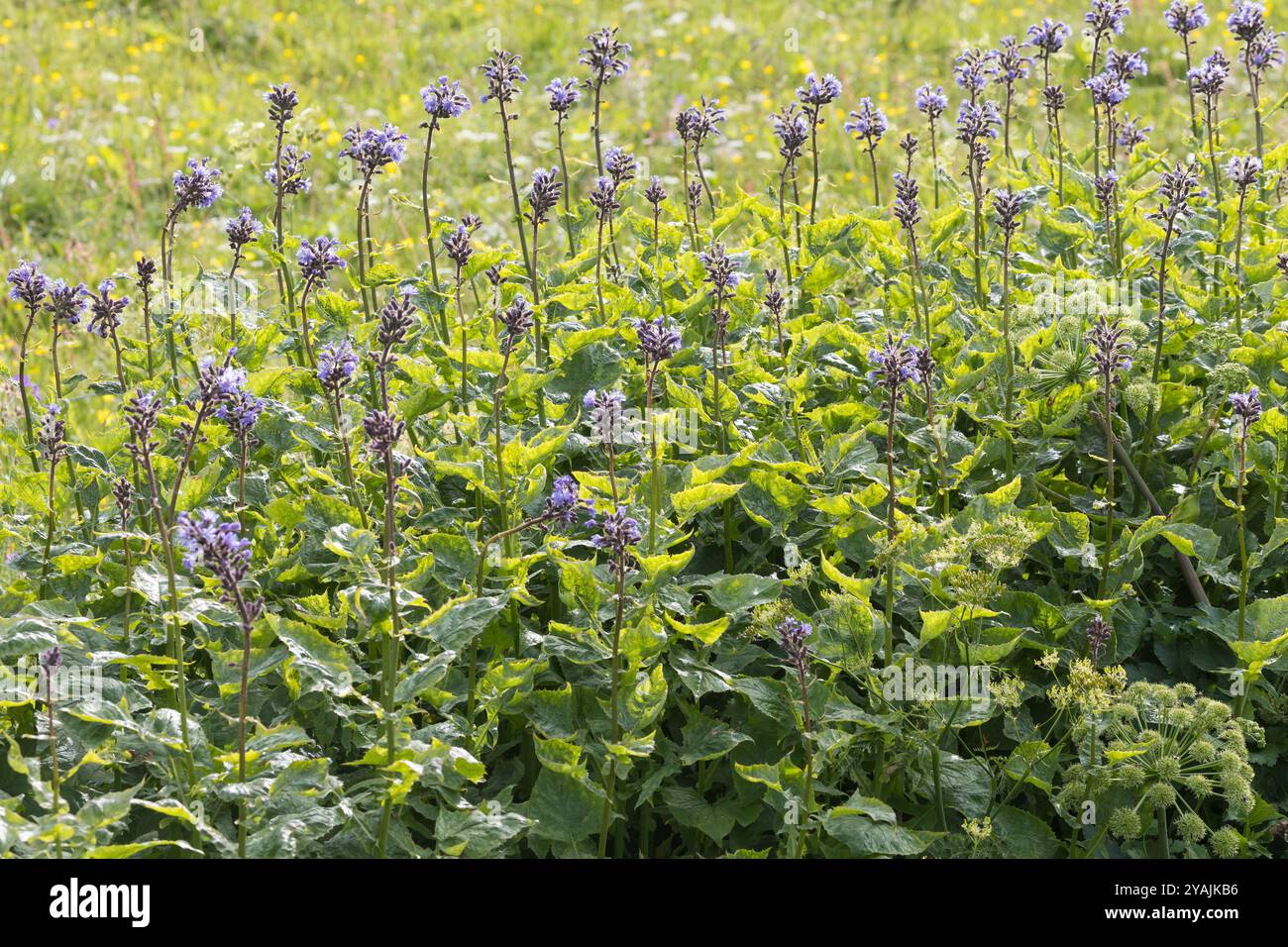 Alpen-Milchlattich, Alpenmilchlattich, Milchlattich, Cicerbita alpina, Lactuca alpina, Mulgedium alpinum, Mountain Sow Thistle, Alpine Blue-SEW-thistl Foto Stock