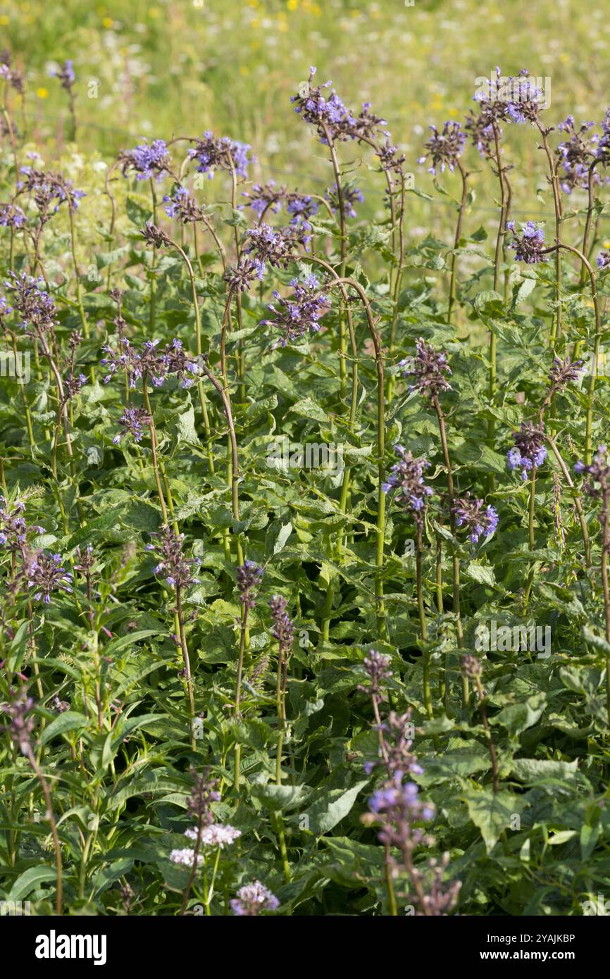 Alpen-Milchlattich, Alpenmilchlattich, Milchlattich, Cicerbita alpina, Lactuca alpina, Mulgedium alpinum, Mountain Sow Thistle, Alpine Blue-SEW-thistl Foto Stock