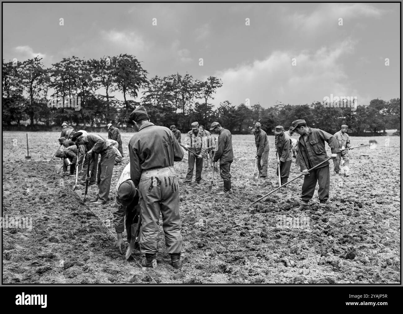 Prigionieri di guerra tedeschi in Normandia "i prigionieri di guerra tedeschi lavorano nell'agricoltura nella sezione base della Normandia, in Francia". Data 30 maggio 1945 dopo la liberazione della Normandia durante la seconda guerra mondiale, molti prigionieri di guerra tedeschi furono catturati dagli Alleati. Nell'ambito della loro detenzione, un numero significativo di questi prigionieri di guerra è stato assegnato a lavorare nelle aziende agricole della sezione di base della Normandia, un'area che ha svolto un ruolo logistico cruciale nel sostenere le operazioni alleate in Francia. Foto Stock
