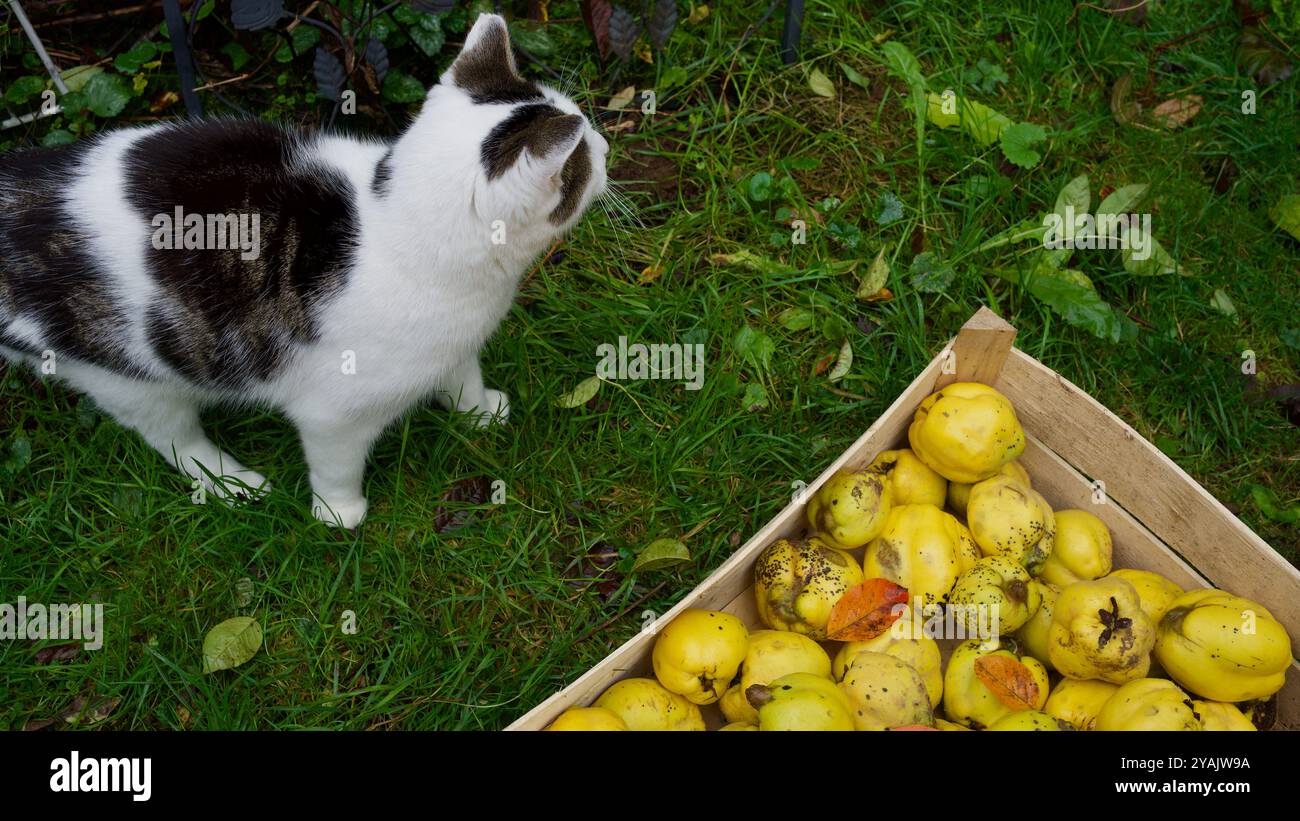 Una cassa di principi, zucche, zucca di Halloween, una mazza giocattolo. Foto Stock