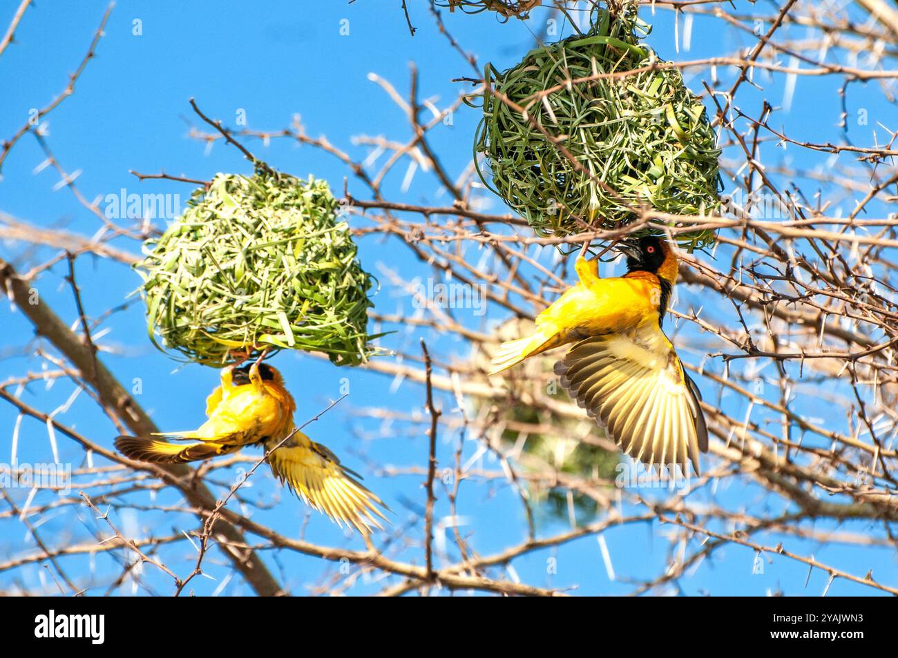 TESSITORI A TESTA NERA (villaggio di Ploceus cucullatus) tessitori che fanno nidi a Lutembe - Kampala Uganda Foto Stock