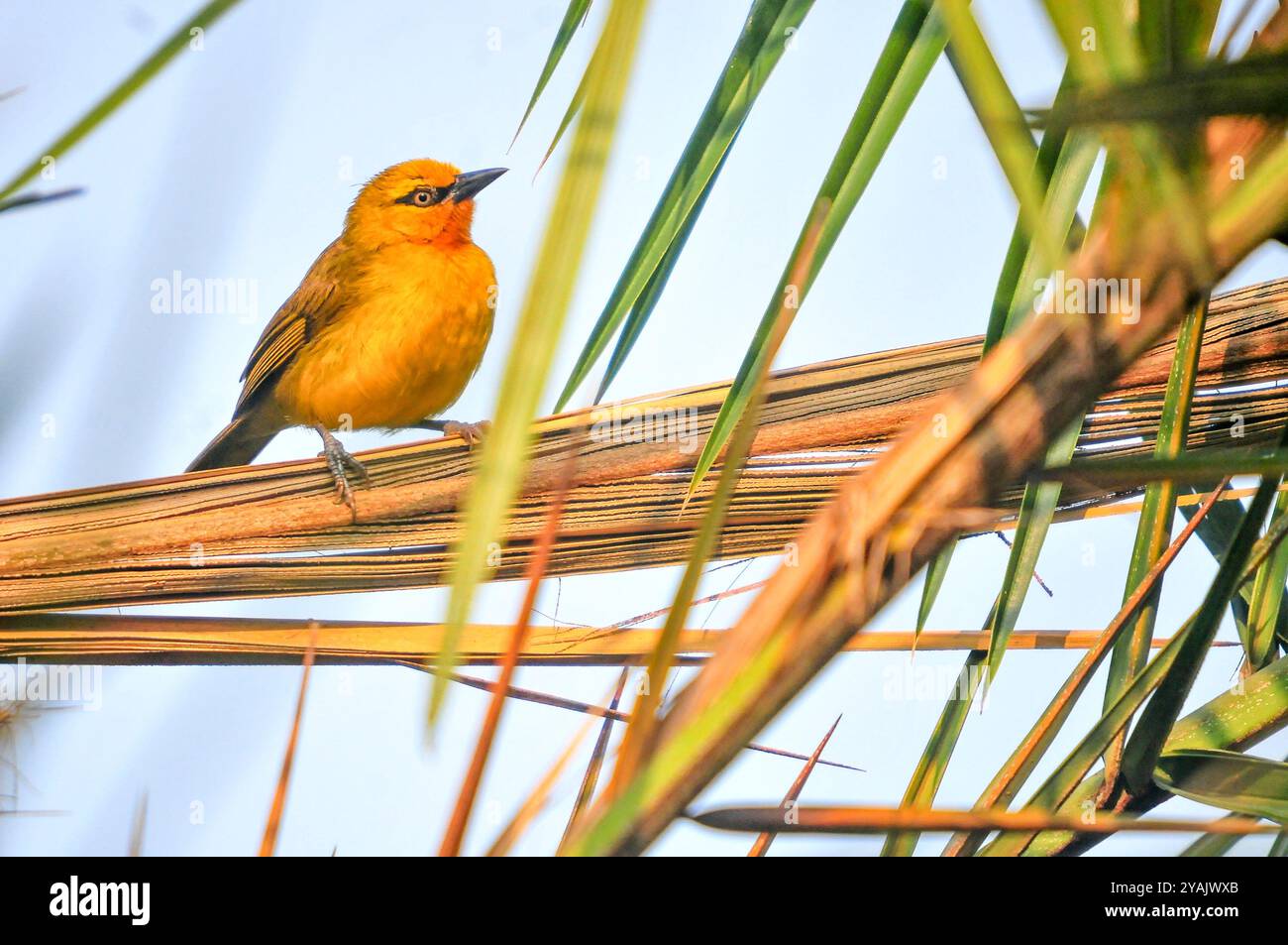 TESSITORE SPECTACLED ( Ploceus ocularis) a Kasangati Kampala Uganda Foto Stock