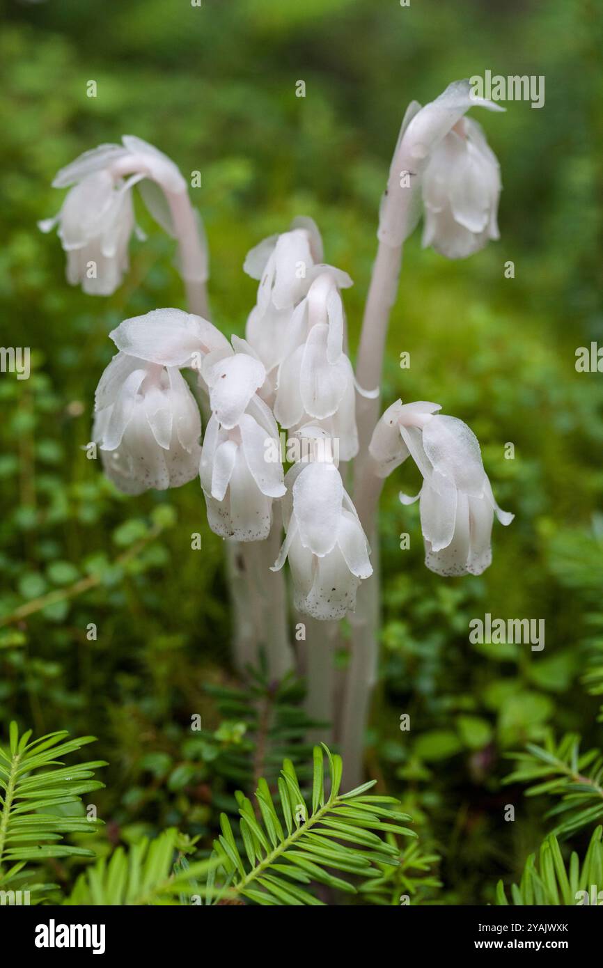 Monotropa uniflora, noto anche come impianto fantasma (o tubo fantasma), Indiano condotto o impianto di cadavere, Placentia Terranova Foto Stock