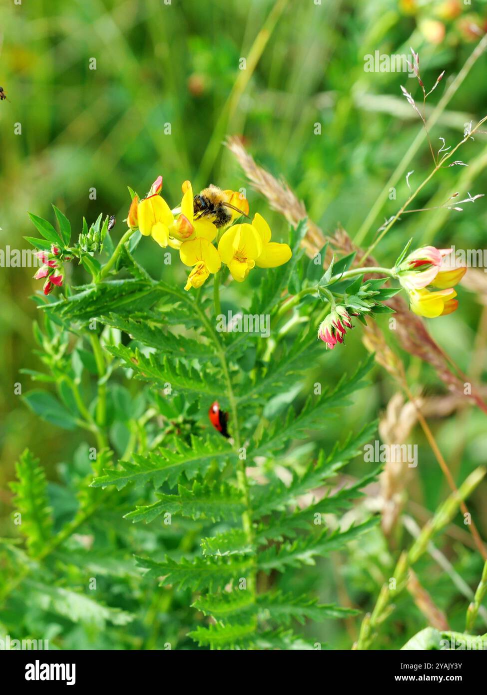 Un trefoil giallo impollinato da un'ape, con gemme rossastre. Questa scena cattura la biodiversità e la vibrante interazione tra piante e insetti. Foto Stock