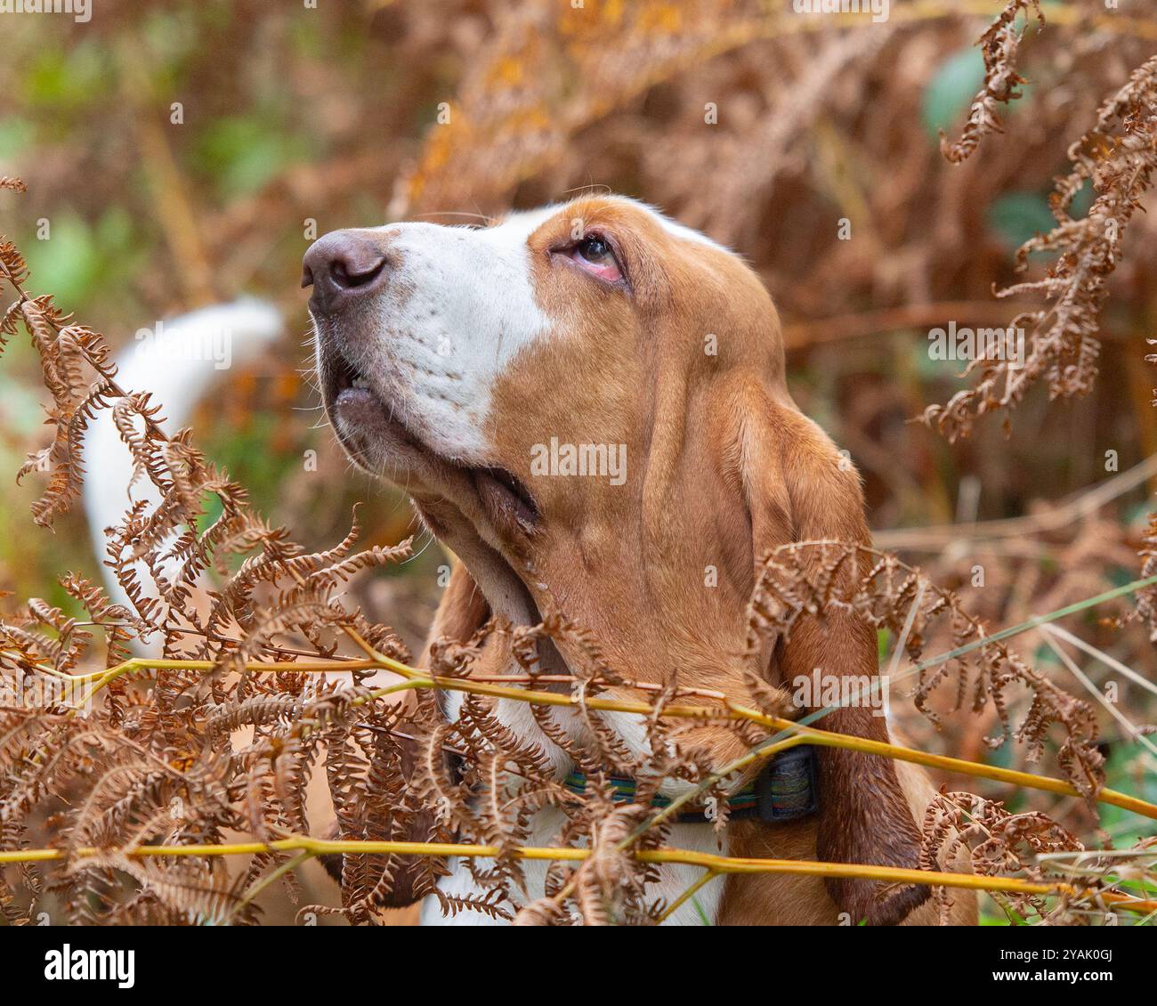 il levriero basset in autunno lascia lo sguardo verso l'alto Foto Stock