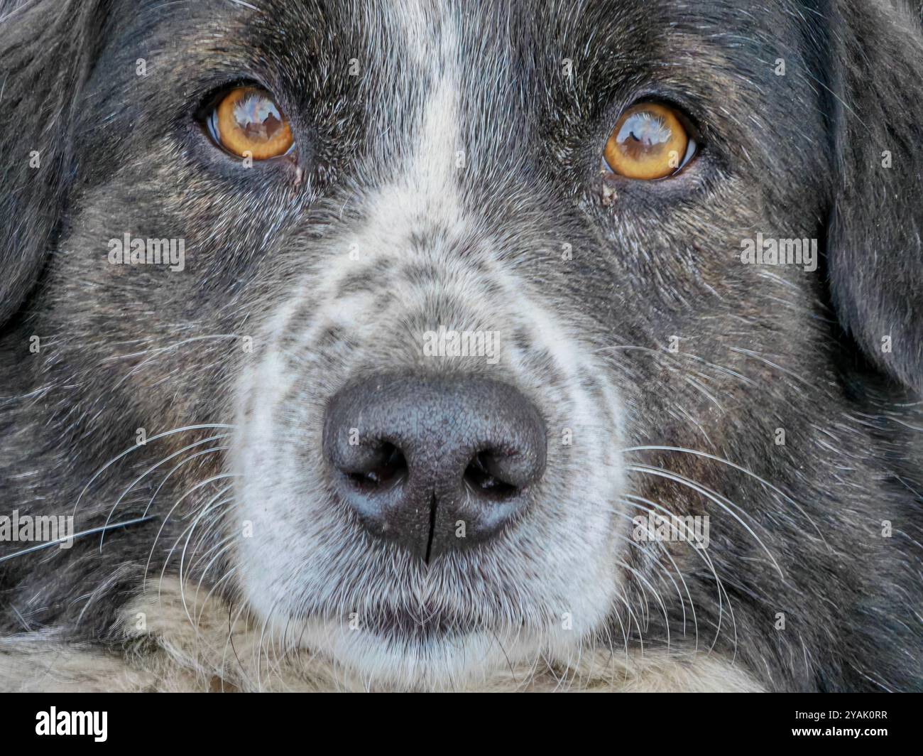 Guardando l'anima canina. L'intrigante mondo della faccia dei cani, degli occhi marroni. Bianco e nero, amico peloso. Foto Stock