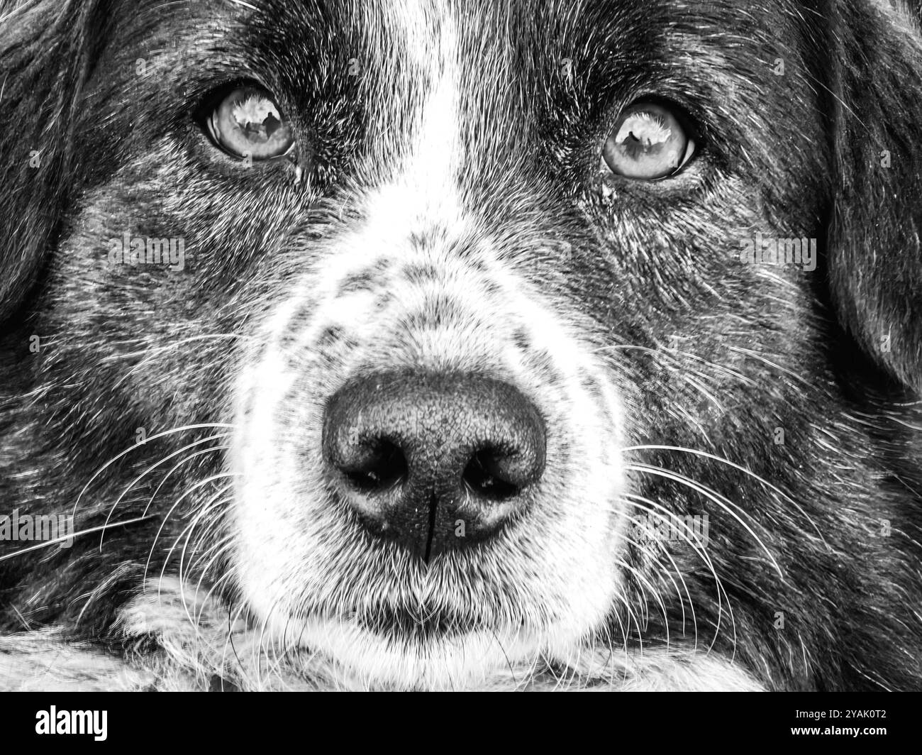 Guardando l'anima canina. L'intrigante mondo dei cani faccia occhi. Bianco e nero. Monocromatico, a contrasto. Foto Stock