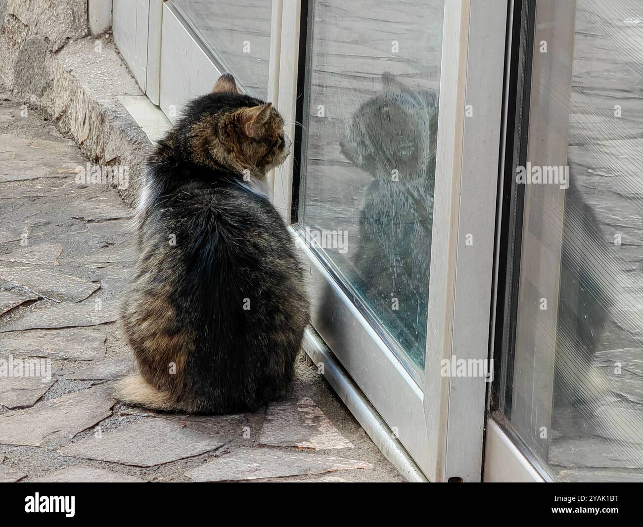 Ciao bellezza: Gatto randagio che osserva la sua riflessione nello specchio Foto Stock